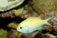 Chromis viridis - Chromis viridis (3)