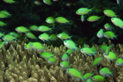 Chromis viridis - Chromis viridis (4)