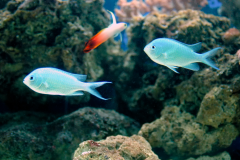 Chromis viridis - Chromis viridis (5)