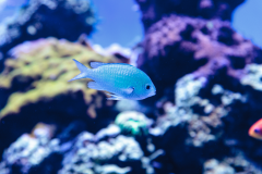 Chromis viridis - Chromis viridis