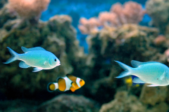 Chromis viridis - Chromis viridis