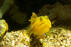 Yellow prawn-goby - Yellow prawn-goby (2)