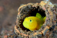 Yellow prawn-goby - Yellow prawn-goby (3)