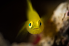 Yellow prawn-goby - Yellow prawn-goby (4)