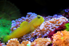 Yellow prawn-goby - Yellow prawn-goby (5)