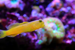 Yellow prawn-goby - Yellow prawn-goby