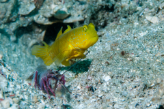 Yellow prawn-goby - Yellow prawn-goby