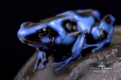 www.dunia-anura.com - Dendrobates auratus "blue and black" - Dunia Anura -1