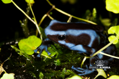 www.dunia-anura.com - Dendrobates auratus "blue and black" - Dunia Anura -3