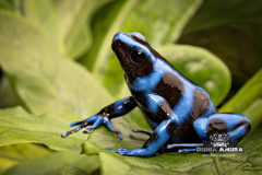 www.dunia-anura.com - Dendrobates auratus "blue and black" - Dunia Anura -6