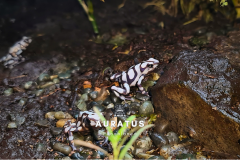 dendrobates auratus pena blanca - dendrobates auratus pena blanca (2)