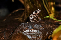 dendrobates auratus pena blanca - dendrobates auratus pena blanca