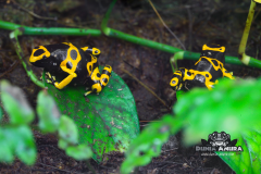 www.dunia-anura.com - Dendrobates leucomelas - Dunia Anura -1