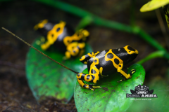 www.dunia-anura.com - Dendrobates leucomelas  - Dunia Anura -2