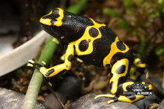 www.dunia-anura.com - Dendrobates leucomelas - Dunia Anura -3