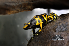 www.dunia-anura.com - Dendrobates leucomelas - Dunia Anura -4