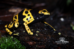 www.dunia-anura.com - Dendrobates leucomelas - Dunia Anura -5