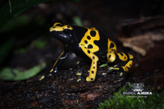 www.dunia-anura.com - Dendrobates leucomelas - Dunia Anura -7