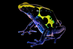 Dendrobates tinctorius cobalt - Dendrobates tinctorius cobalt (2)