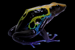 Dendrobates tinctorius cobalt - Dendrobates tinctorius cobalt (3)