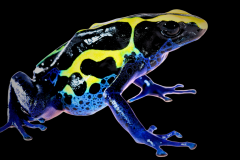 Dendrobates tinctorius cobalt - Dendrobates tinctorius cobalt