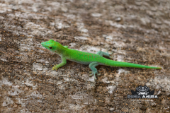 www.dunia-anura.com - madagaskar day gecko -4