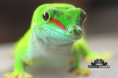 www.dunia-anura.com - madagaskar day gecko -5