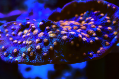 Chalice - chalice coral (5)