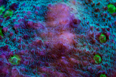 Chalice - chalice coral