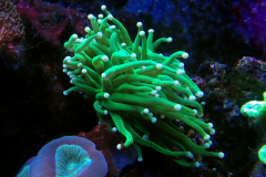 Euphyllia glabrescens - Euphyllia glabrescens