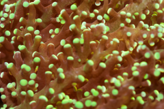 Euphyllia yaeyamensis  - Euphyllia yaeyamensis  (5)