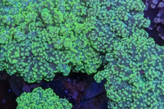 Euphyllia yaeyamensis  - Euphyllia yaeyamensis