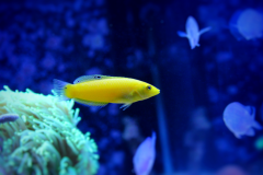 Canary Wrasse - Canary Wrasse (3)