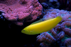 Canary Wrasse - Canary Wrasse (4)