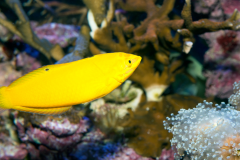 Canary Wrasse - Canary Wrasse