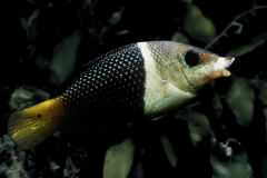 Hemigymnus melapterus - Hemigymnus melapterus (3)