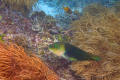 Hemigymnus melapterus - Hemigymnus melapterus (4)