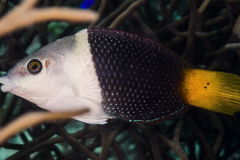 Hemigymnus melapterus - Hemigymnus melapterus by François Liberty