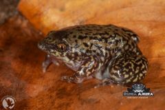 Hemisus marmoratus "shovelnose frog" - Hemisus marmoratus "shovelnose frog" (2)