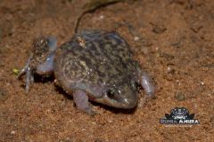 Hemisus marmoratus "shovelnose frog" - Hemisus marmoratus "shovelnose frog" (3)