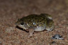 Hemisus marmoratus "shovelnose frog" - Hemisus marmoratus "shovelnose frog" (4)