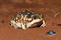 Hemisus marmoratus "shovelnose frog" - Hemisus marmoratus "shovelnose frog" (5)