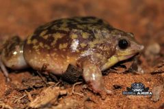 Hemisus marmoratus "shovelnose frog" - Hemisus marmoratus "shovelnose frog"