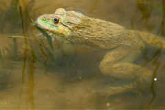 Hoplobatrachus rugulosus Albino - Hoplobatrachus rugulosus Albino