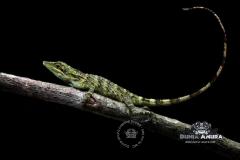 Gallery web - Lesser tree agamid (Pseudocalotes tympanistriga) (2)