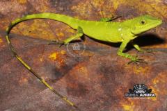 Gallery web - Lesser tree agamid (Pseudocalotes tympanistriga) (3)