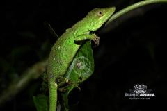Gallery web - Lesser tree agamid (Pseudocalotes tympanistriga) (4)