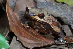 Megophrys montana - Megophrys montana-1