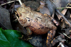 Megophrys montana - Megophrys montana-2