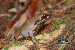 Megophrys montana - Megophrys montana-3